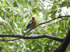 Ficedula mugimaki