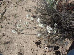 Dimorphocarpa wislizeni