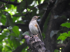 Turdus cardis