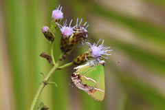 Chlorostrymon simaethis