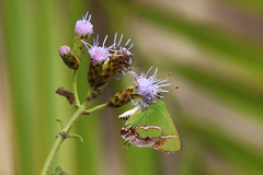 Chlorostrymon simaethis