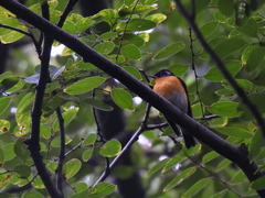 Ficedula mugimaki