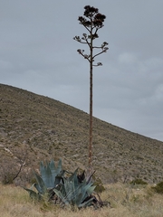 Agave