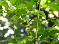 Phyllergates cucullatus