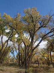 Populus deltoides wislizenii