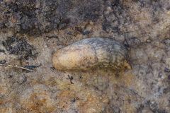 Deroceras