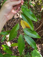 Licaria parvifolia