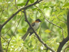 Hemixos castanonotus