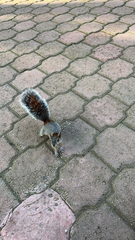 Sciurus aureogaster