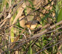 Prinia socialis