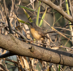 Prinia socialis