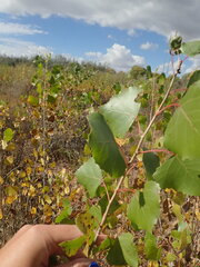 Populus deltoides wislizenii