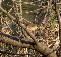 Prinia socialis