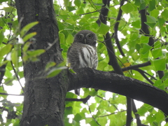 Glaucidium cuculoides