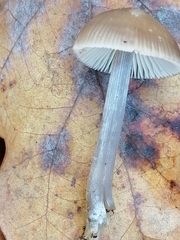 Mycena polygramma