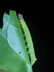 Chadisra bipars