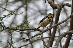 Trachyphonus darnaudii