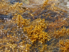 Ericaria mediterranea