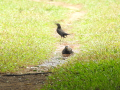 Turdus mandarinus