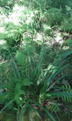 Carex pendula
