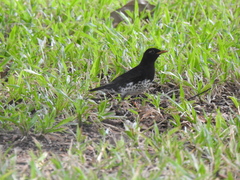 Turdus cardis