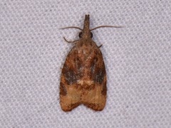 Platynota flavedana