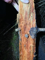 Phanerochaete sanguinea