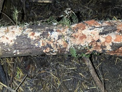Phanerochaete sanguinea