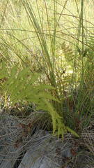 Thelypteris palustris pubescens