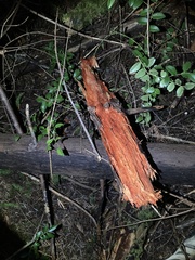 Phanerochaete sanguinea