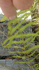 Thelypteris palustris pubescens