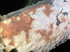 Phanerochaete sanguinea