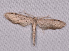 Euacidalia brownsvillea