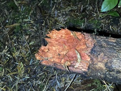 Phanerochaete sanguinea