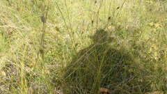 Carex