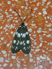 Eterusia aedea formosana