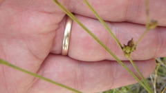 Carex oligosperma
