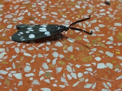 Eterusia aedea formosana