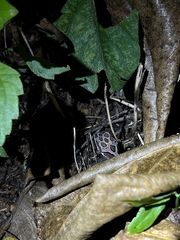 Cyrtodactylus collegalensis