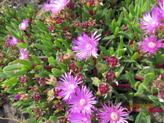 Ruschia rubricaulis