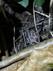 Cyrtodactylus collegalensis