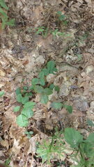 Rubus hispidus