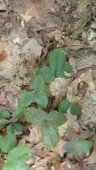 Rubus hispidus