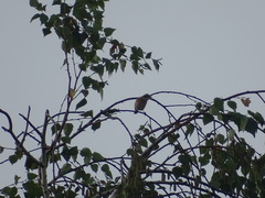 Acrocephalus melanopogon