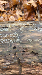 Ceratiomyxa fruticulosa