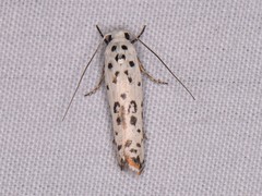 Ethmia bittenella