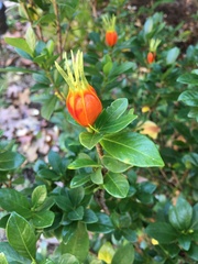 Gardenia jasminoides