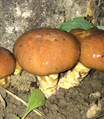 Pholiota nameko