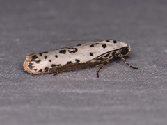 Ethmia bittenella
