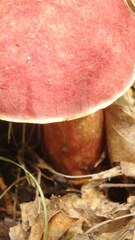 Baorangia bicolor